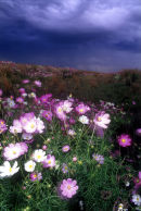 cosmos flowers south africa